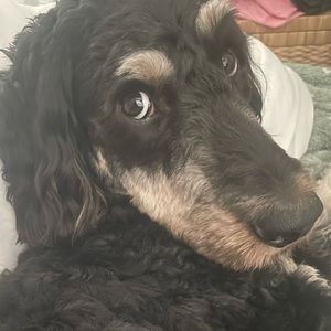 Meet your Posher, Monique